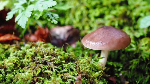 Brown Mushroom Near the Tree in the Mountain of Italy