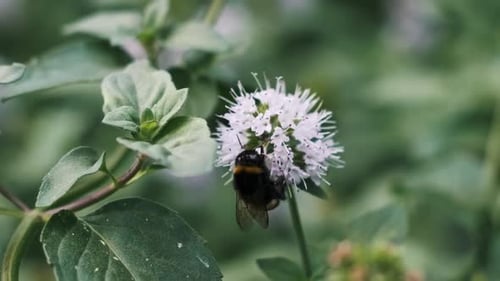 Bee Collecting Pollen on a White Flower
