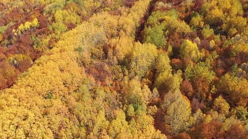Vue aérienne de forêts colorées par une journée d'automne ensoleillée