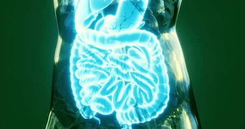 Detaillierte Abbildung des menschlichen Verdauungssystems mit glühender Anatomie