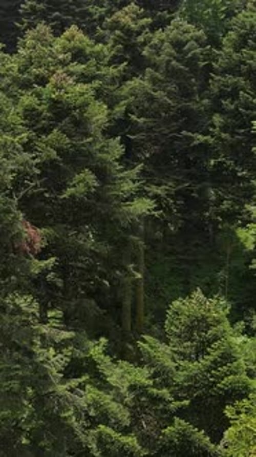 Natural Forest Environment Trees