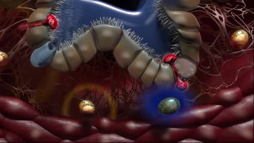 Detailed illustration of human gut with glowing orbs and blood vessels