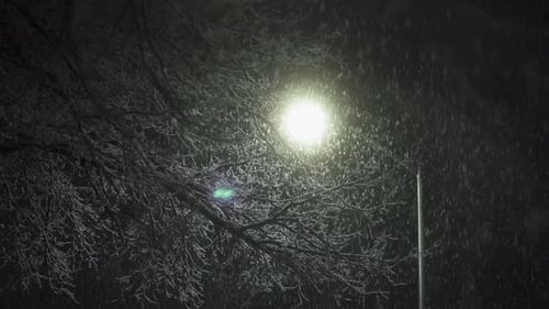 Dark night snow falls past street light and winter tree, monochrome