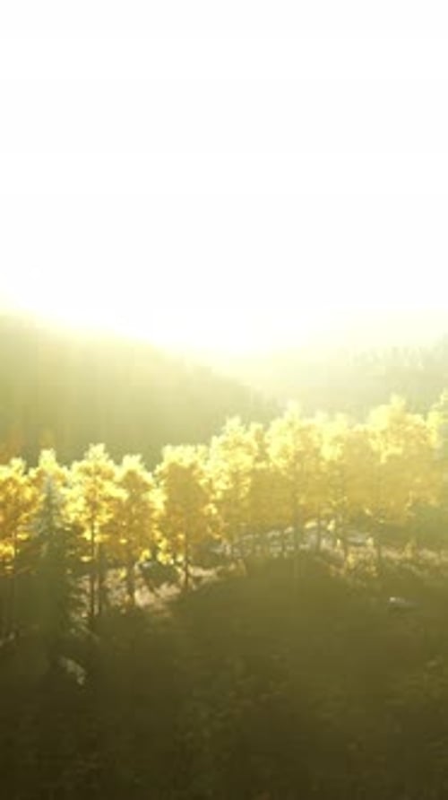 Aerial View of Golden Autumn Trees with Sunlight