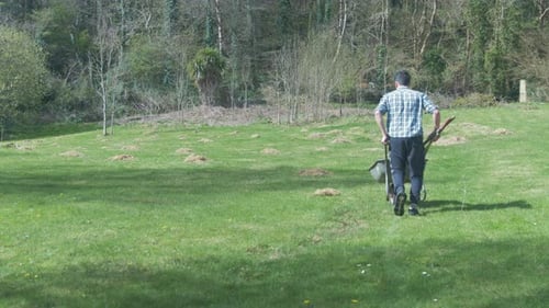 Collecting dry grass on field filling wheelbarrow young man WIDE SHOT