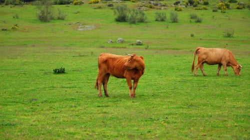 Zwei braune Langhaarkühe fressen Gras mit einer Kuhherde