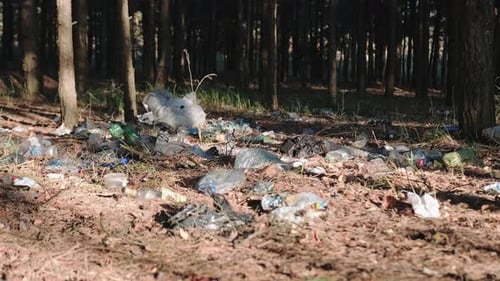 Forest Floor Littered with Plastic Bottles and Trash