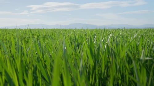 Static slow motion shot of young wheat green fields sunny spring day