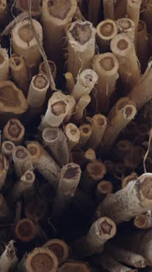 Closeup Overhead Shot of Many Tree Trunks Cut Together and Arranged in a Forest in Vietnam