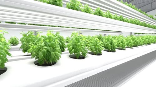 Animated Growth of Hydroponic Basil Plants in Modern Farm