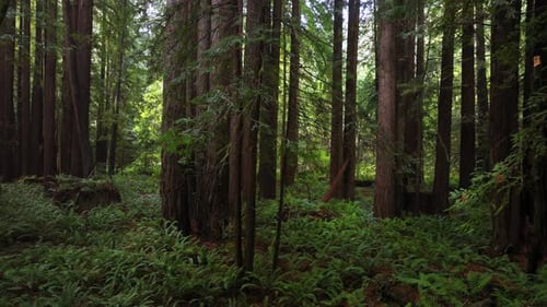 Redwood National and State Parks Redwoods forest mist fog rain aerial drone California giant sequoia