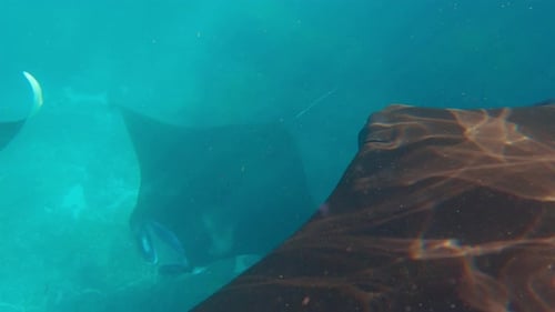 The Giant Oceanic Manta Ray Giant Manta Ray or Oceanic Manta Ray Mobula Birostris Swims in the Ocean