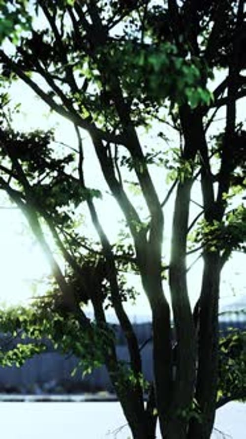 Golden Sunlight Shines Through Green Tree Leaves