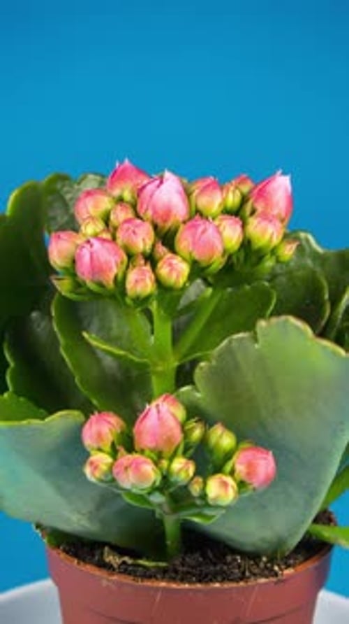 2K - Laps de temps vertical de Kalanchoe