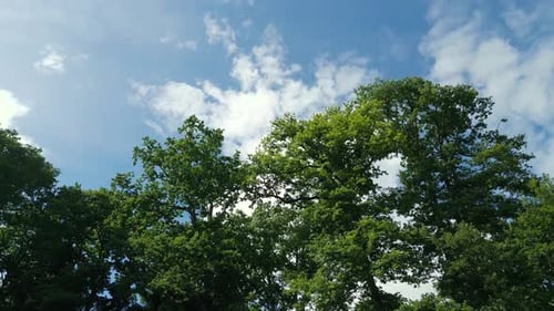 4K-filmische Naturaufnahmen einer Drohne, die sich mitten auf einem Feld in der Normandie um einen Baum dreht,