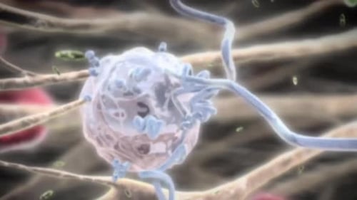 Microscopic view of cells with purple nucleus and blue particles