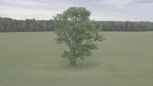 Orbiting flight around the lonely tree in the field