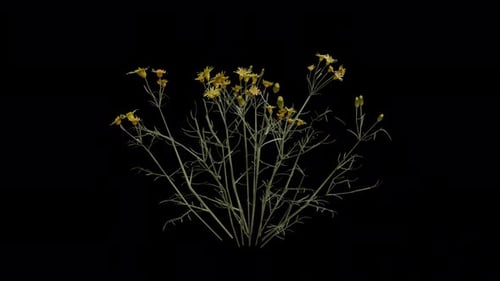 Threadleaf Ragwort blowing in the wind Loop Animation. Alpha Channel