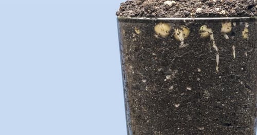 Time Lapse of Pea Seeds Germinating and Sprouting