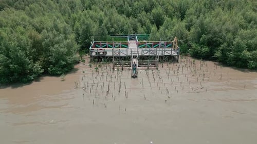 Aerial view of green mangrove forest in tropical rainforest