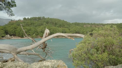 A female tourist with a backpack sitting on a fallen tree by the sea, panoramic view of the bay.