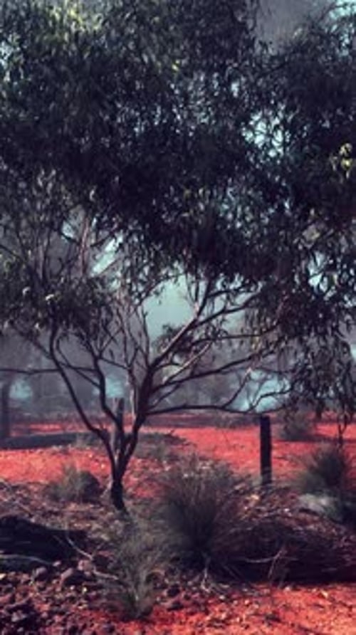 Red Dirt Field With Trees in Australian Bush