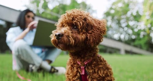 Porträt eines niedlichen braunen Maltipoo-Hundes, der im Park spazieren geht, mit seinem Besitzer, der im Hintergrund sitzt