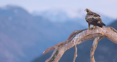 Golden Eagle Perched on a Tree Branch in the Beautiful Winter Landscape Over the Fjords of Telemark