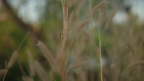Close-up of tall grass swaying in the wind with a soft, peaceful, and natural vibe