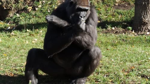 Great Gorilla Resting Outdoors in the Sunshine