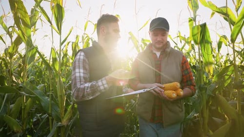 Two Farmers Inspecting Corn Cob Harvest in Field