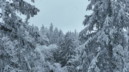 Aerial Top View Drone Shot of the Pine and Spruce Trees Forest Covered with Snow in the Tatra