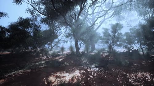 Sunlight Streaming Through Foggy Forest