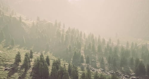 Majestic Misty Morning Enveloping a Lush Forest in the Mountains