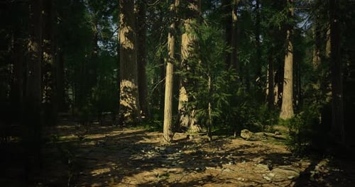 Exploring the Majestic Serenity of an Ancient Forest in Daylight