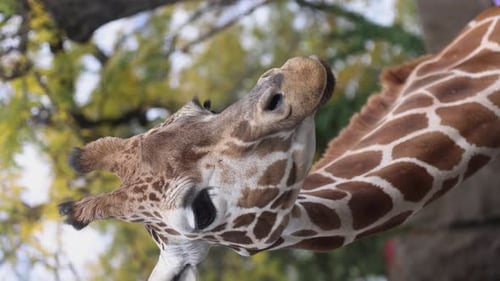 Closeup slow motion vertical video of a giraffe eating and moving its head around.