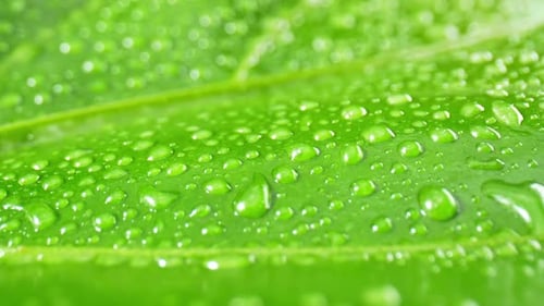 Ein Makrovideo fängt die glitzernden Wassertropfen auf nassen grünen Blättern ein.
