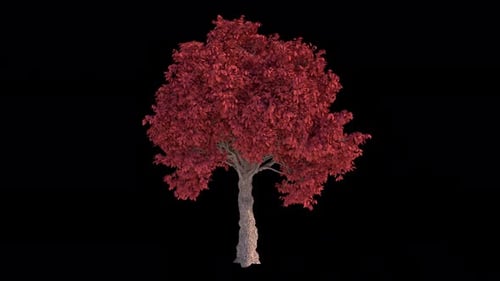 Roter Baum im Wind — Loopable Alpha