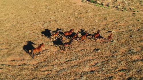Majestic Wild Horses Galloping Freely Across Vast and Diverse Landscapes