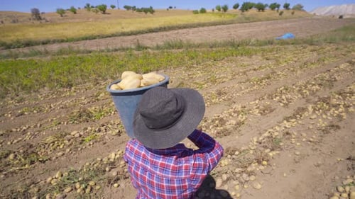 Farmer working in potato field.
