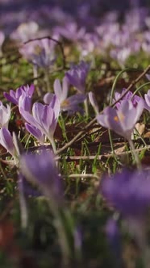 Flowering crocus spring flowers