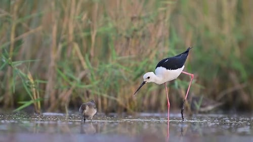 Black-winged Stilts foraging in shallow water, reflected perfectly.