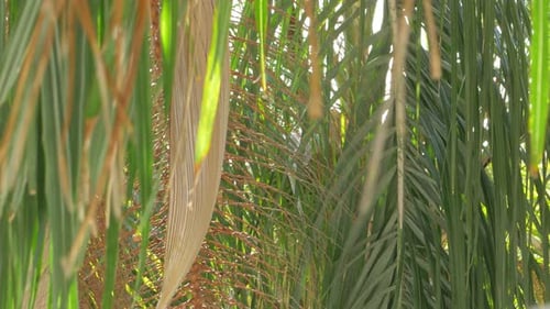 Green hanging leaves of large palm tree dappling in the sunlight 2