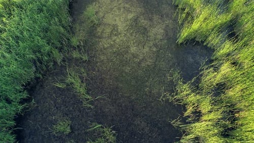 Invasive Feuchtgebietspflanzen, hauptsächlich Hydrilla und Rohrkolben. 4k-Luftaufnahme eines Sumpfes mit einer großen Vielfalt