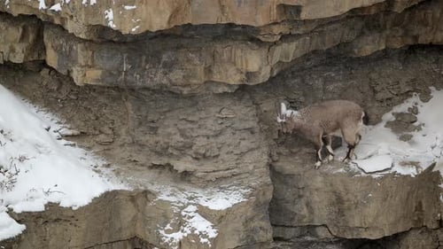 Himalayan Ibex female walking in a snow covered mountain landscape