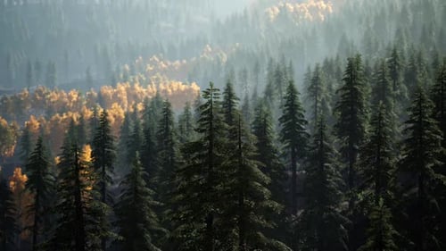 Misty Pine Forest with Autumnal Trees Aerial View