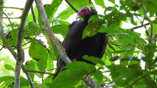 Turkey Vulture Perching On Tree In The Forest In Santa Marta, Colombia. closeup shot