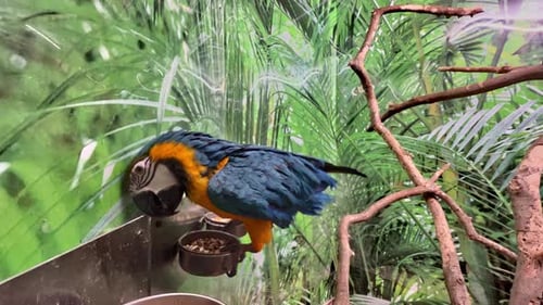 Funny and beautiful blue and yellow colored Ara Ararauna macaw parrot in glass aviary