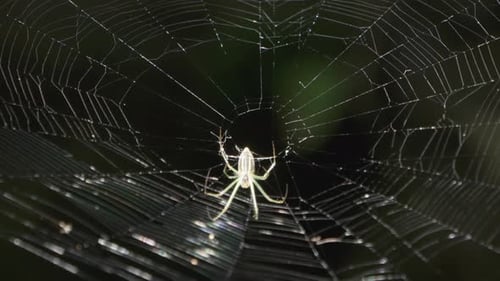 White Spider Weaving Cobweb In The Middle Of Nature Park Isolated At Bokeh Background. - Close Up Sh