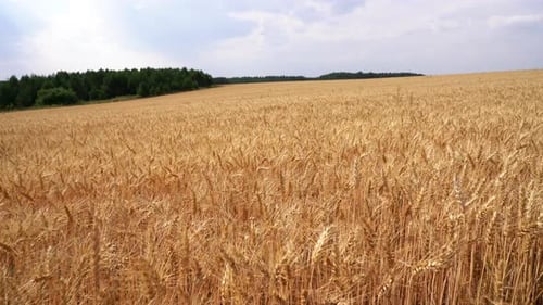 View of wheat field on cloudy summer day. Media. Golden ears of wheat field on cloudy day.